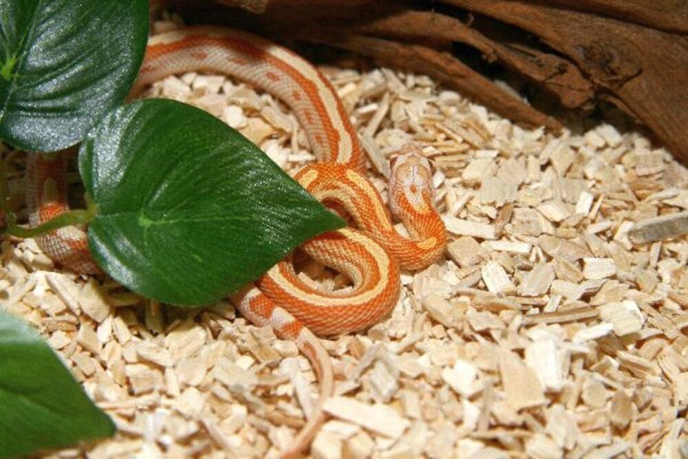 M&S Reptilien Terrarien-Substrat M&S Reptile-Wood "Snake", 25 Liter grobe Holzspäne