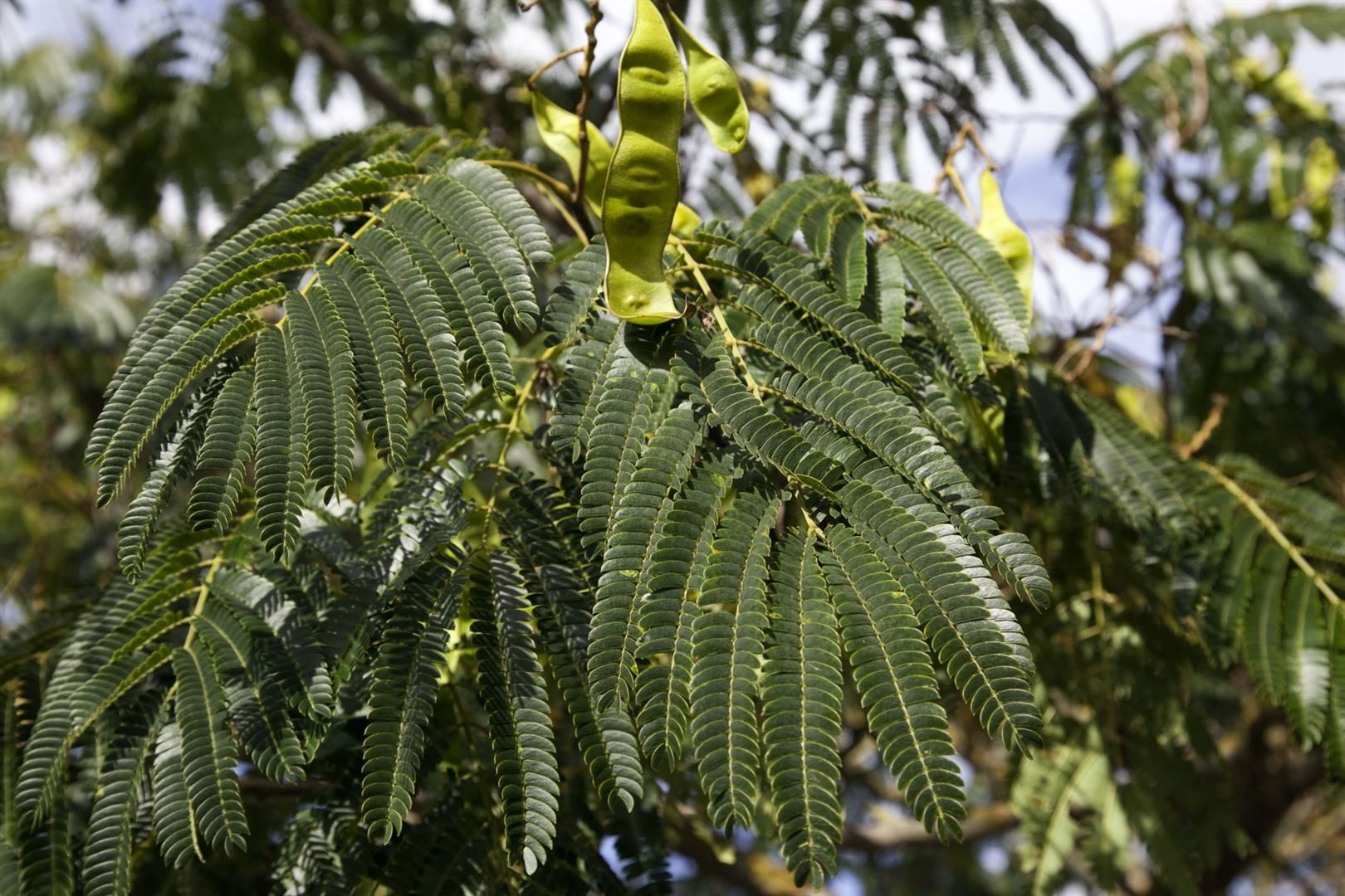 Pflanzen für Dich Gehölze Albizia julibrissin Ombrella, 1 St., Seidenbaum, Schlafbaum, Seidenakazie