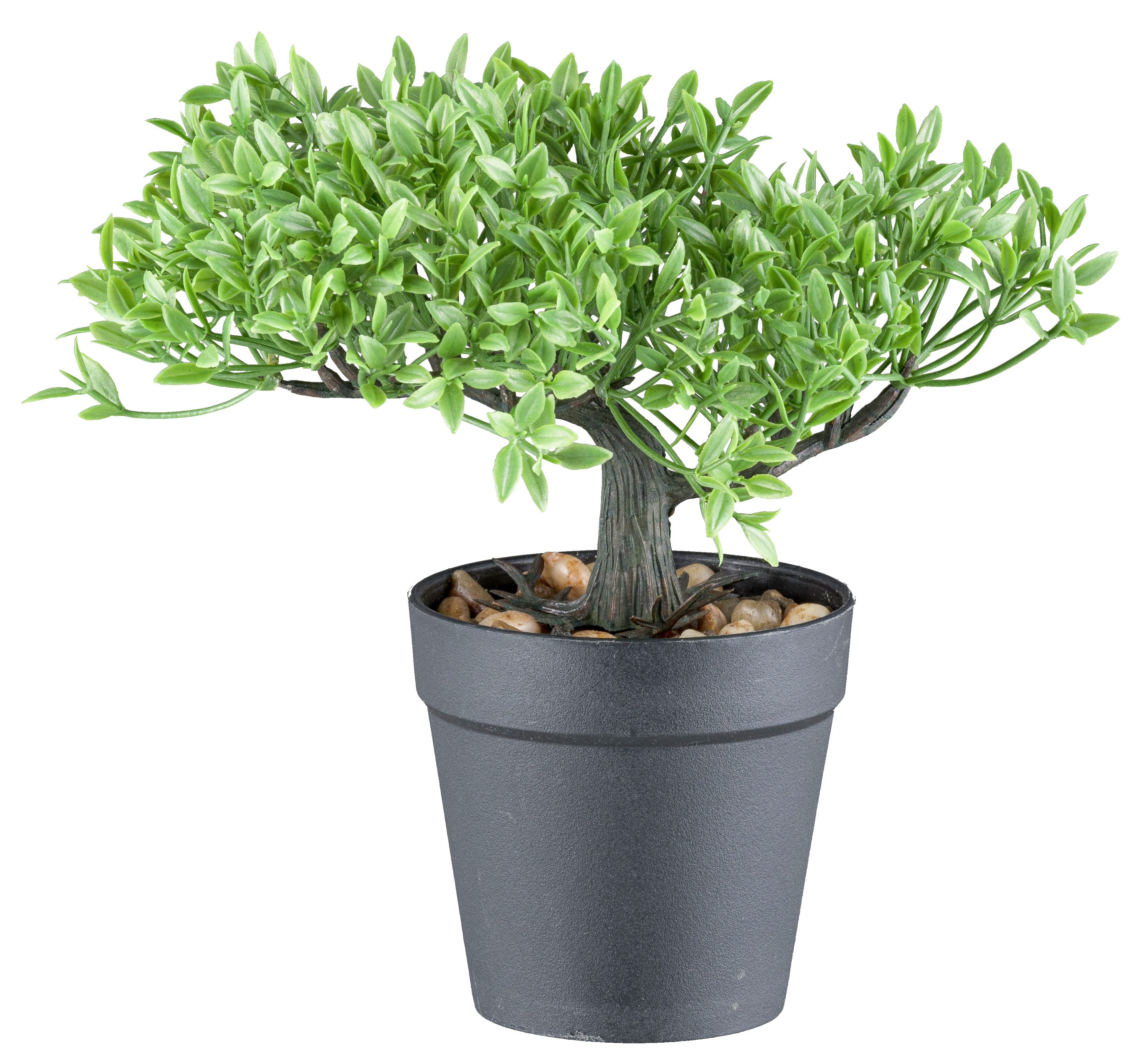 Kunstbonsai Bonsai Buchsbaum und Teeblatt, Creativ günstig online kaufen