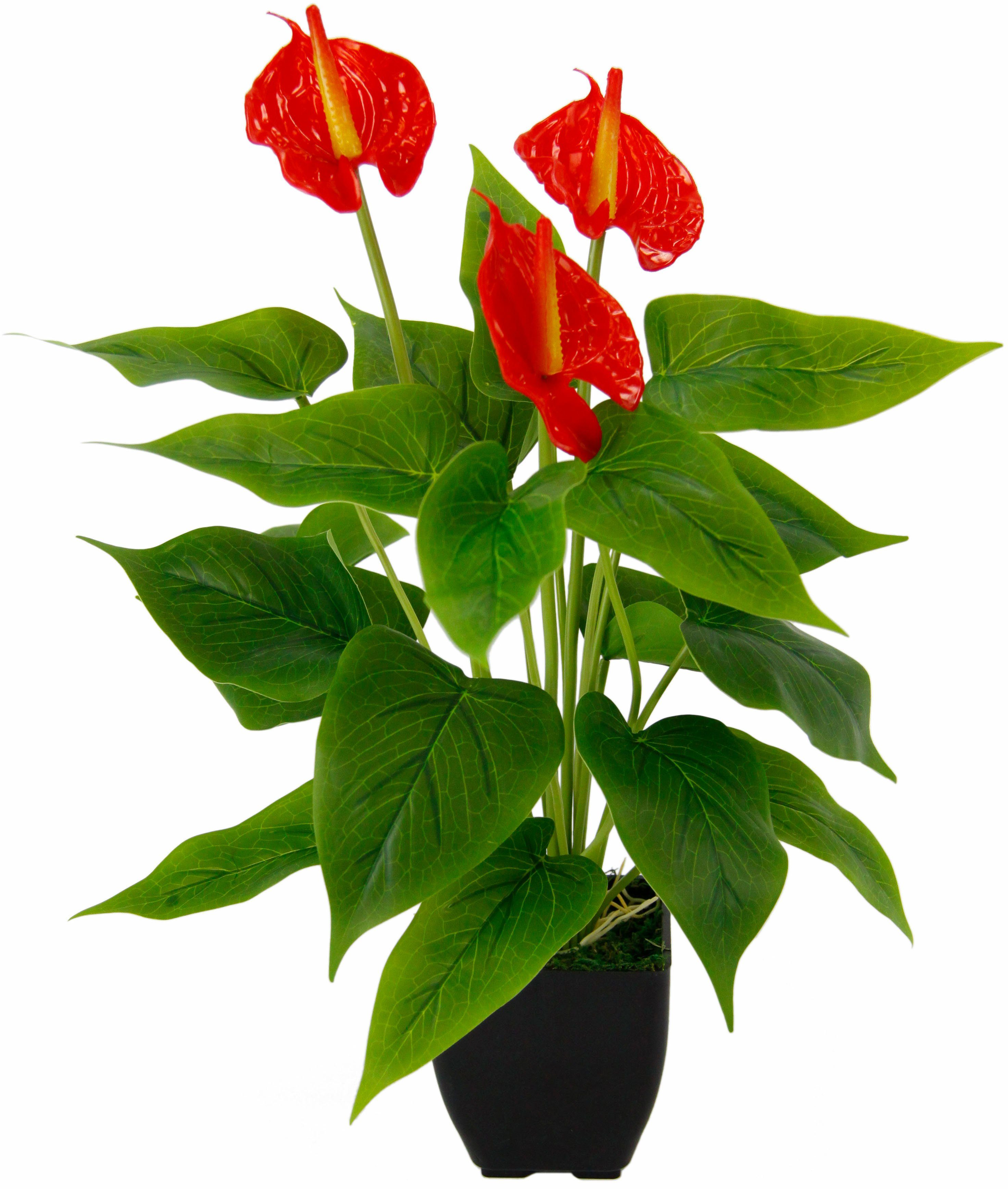 Kunstblume Anthuriumpflanze, I.GE.A., Höhe 42 cm, günstig online kaufen