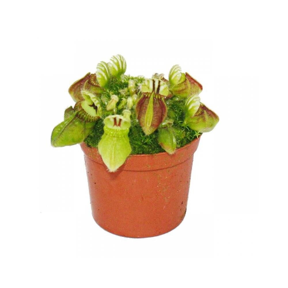 Exotenherz Zimmerpflanze Fleischfressende Pflanze Cephalotus follicularis - 9cm Topf - Rarität