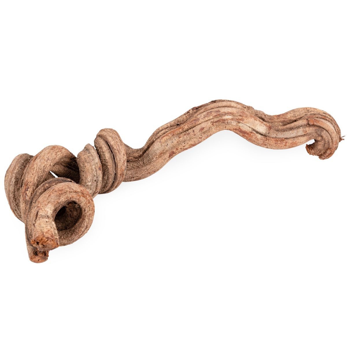 Bastelnaturmaterial Cipo Rosca Liane, 40–70 cm, aus Brasilien, Terrarium Dekoration