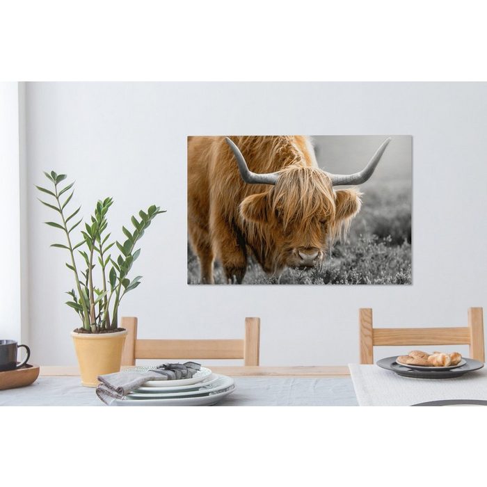 OneMillionCanvasses® Leinwandbild Schottischer Highlander - Tiere - Braun - Kuh - Schwarz - Weiß - Natur (1 St) Wandbild Leinwandbilder Aufhängefertig Wanddeko