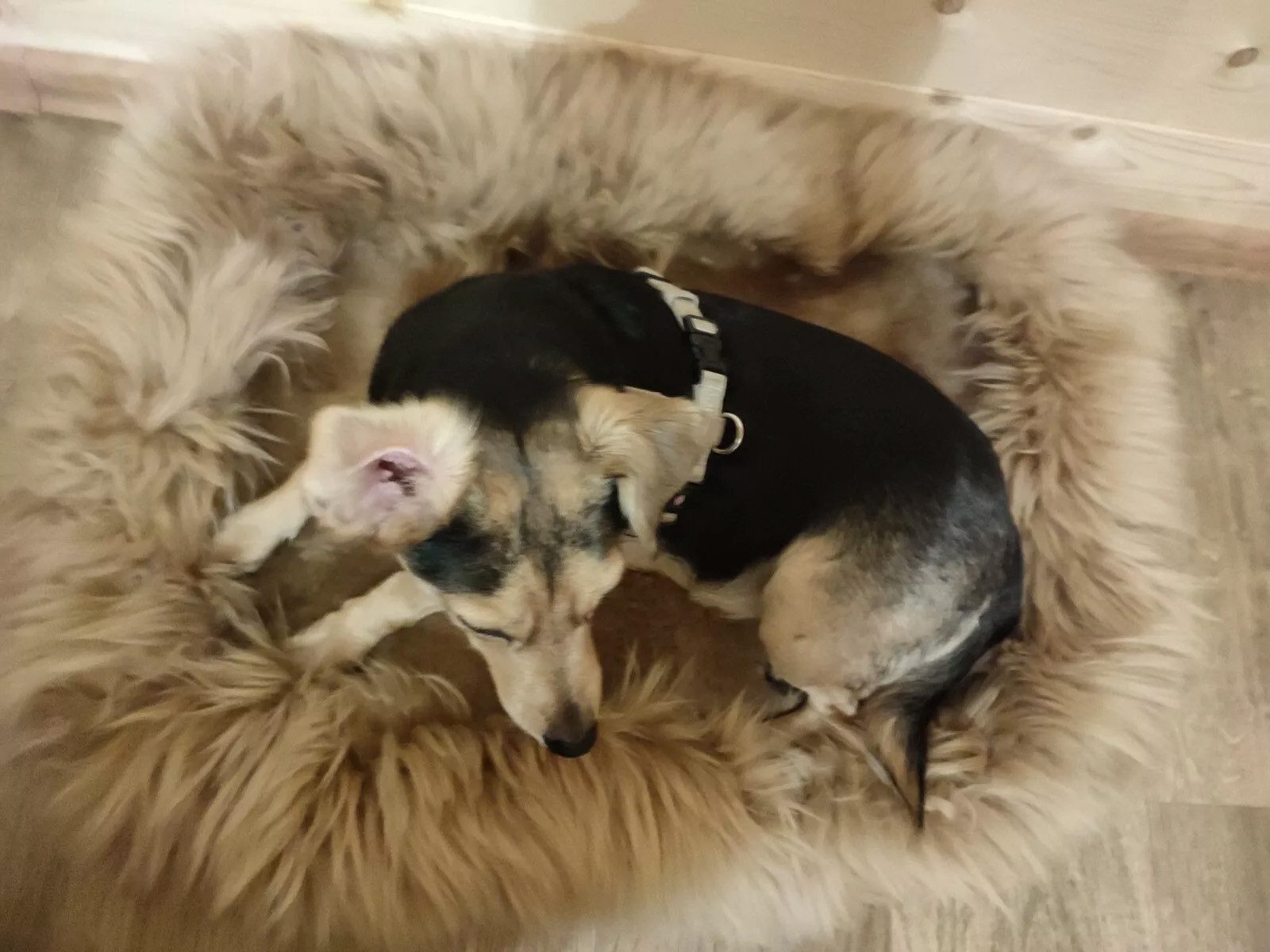 Thumbnail - Provellus Tierbett Echt Schaffell Hundebett Katzenbett Merino Fell Super Kuschelig