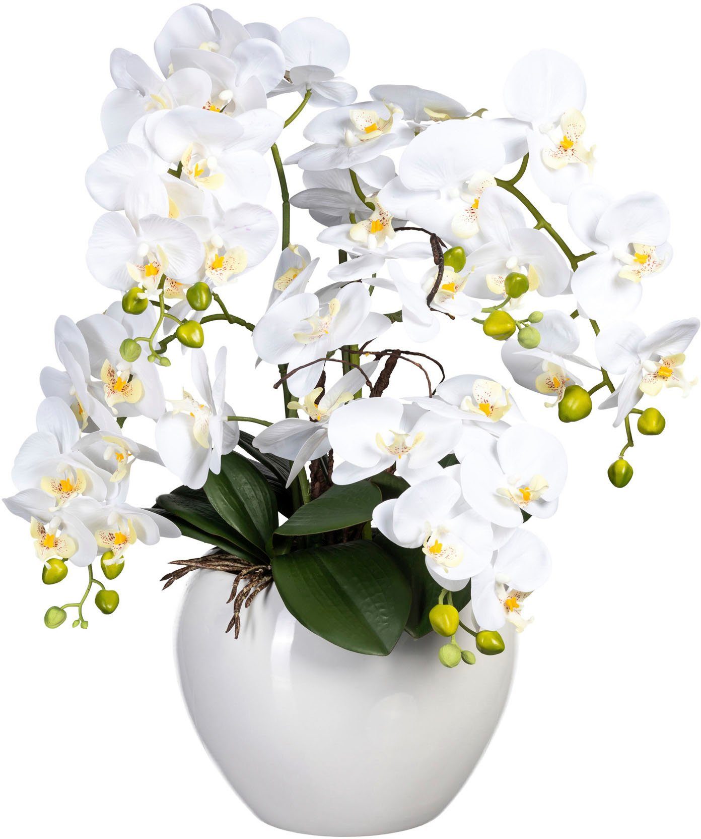 Kunstorchidee Phalaenopsis im Keramiktopf Orchidee Phalaenopsis, Creativ gr günstig online kaufen