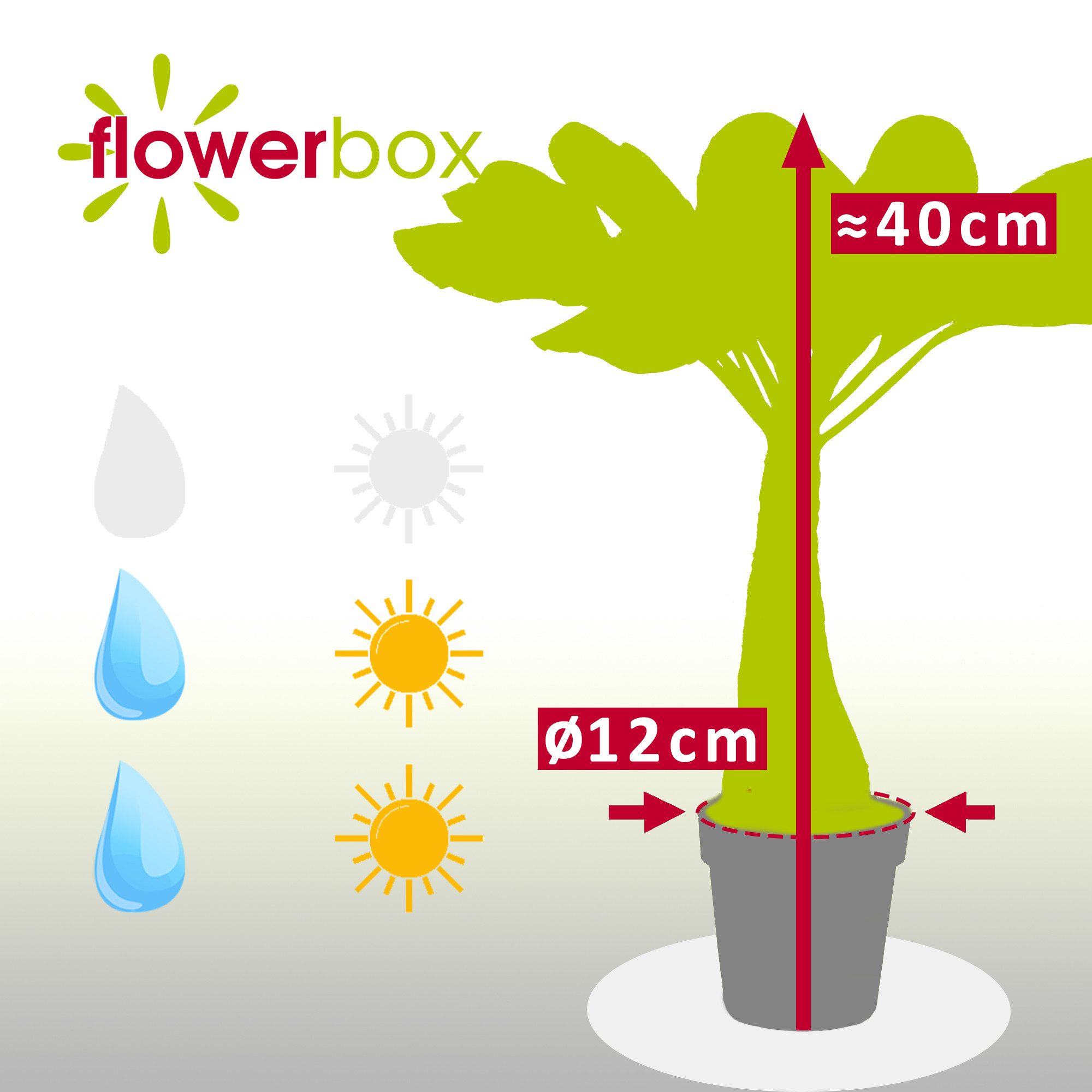 Flowerbox Zimmerpflanze Hawaiipalme - Brighamia, - Höhe ca. 40 cm, Topf-Ø 12 cm – Bild 4 von 5
