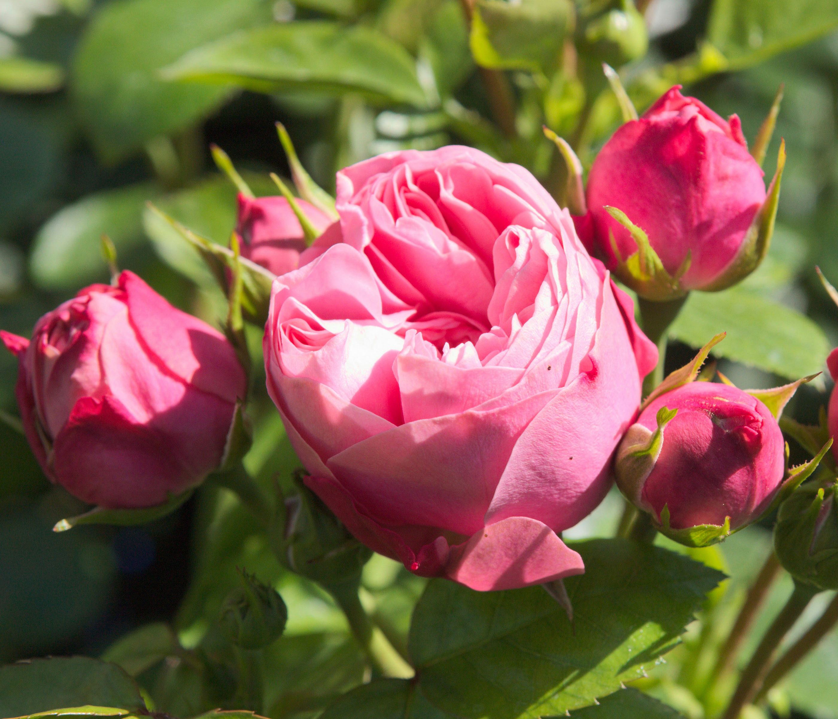 Dehner Rose Edelrose Noblesse® Spray-Rose Playful Rokoko®, dicht gefüllte pinke Blüten, Züchter Tantau