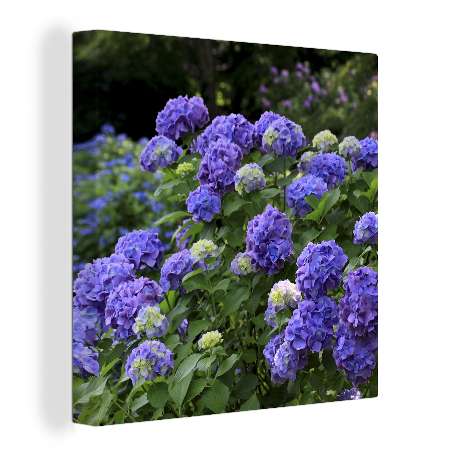 OneMillionCanvasses® Leinwandbild Lila Hortensien in einem japanischen Garten, (1 St), Leinwand Bilder für Wohnzimmer Schlafzimmer