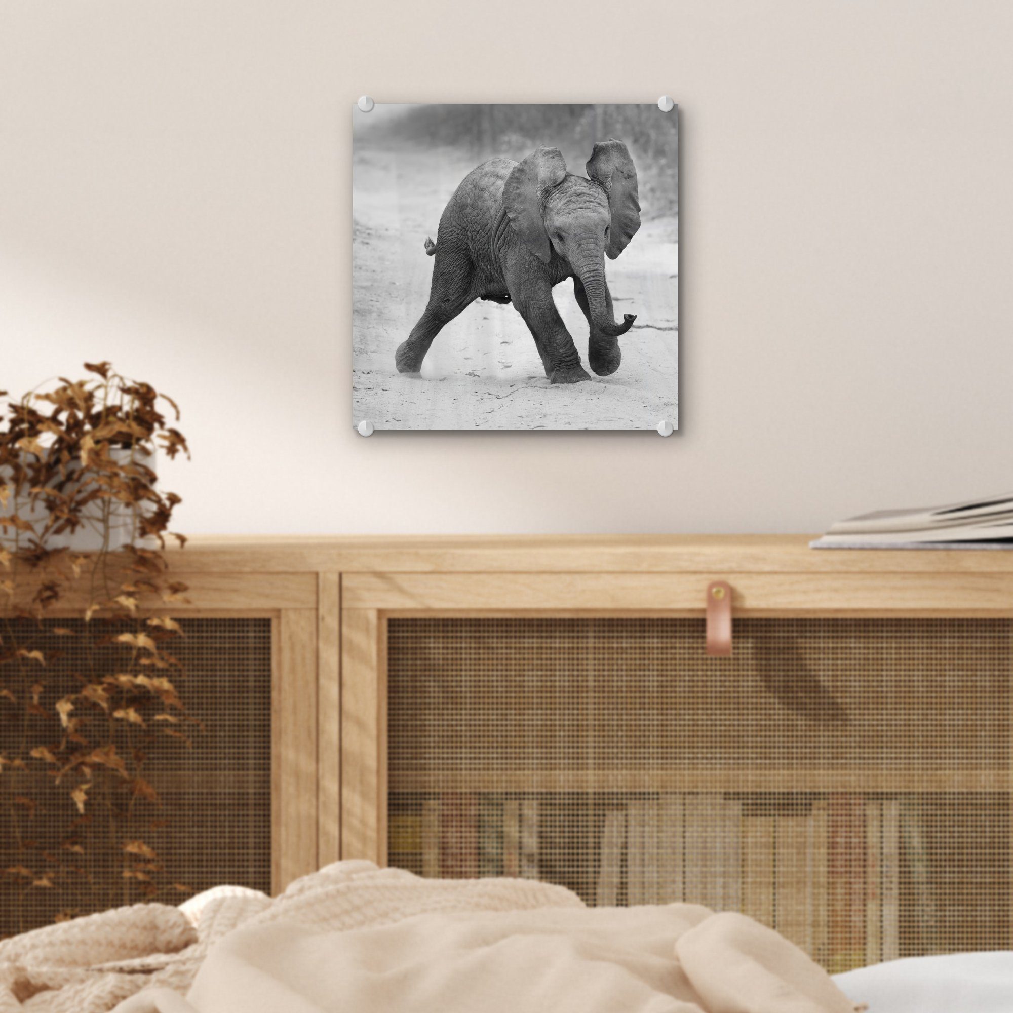 MuchoWow Acrylglasbild Elefant weiß, auf (1 Schwarz Baby - Wanddekoration Kröte und - St), - Wandbild - auf - Glas - Glasbilder Tiere Glas Bilder Foto 