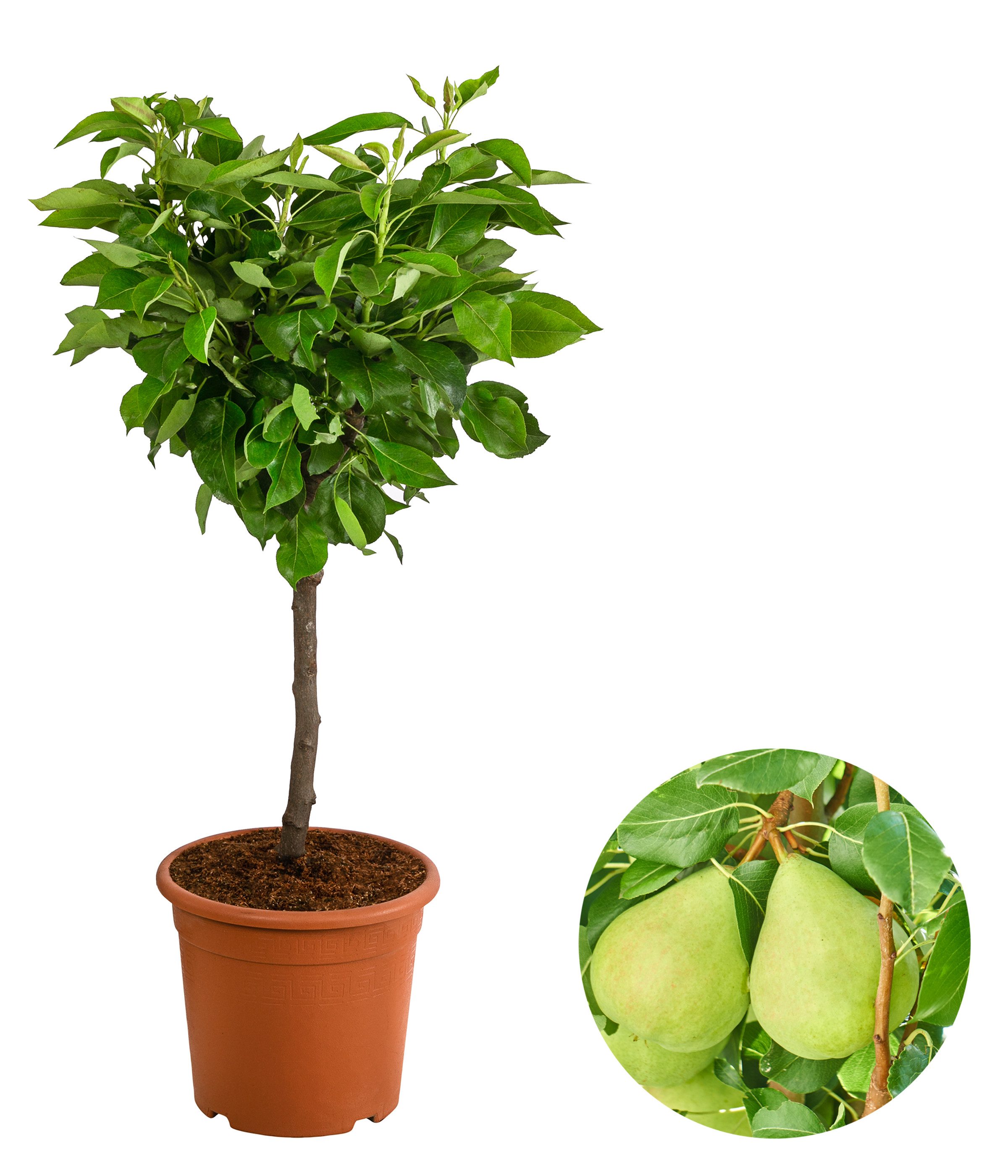 Dehner Obstpflanze Zwergbirne Luisa, Pyrus communis, ca. 80-90 cm exkl. Pflanztopf, zwergwüchsiger Birnbaum mit saftigen Früchten