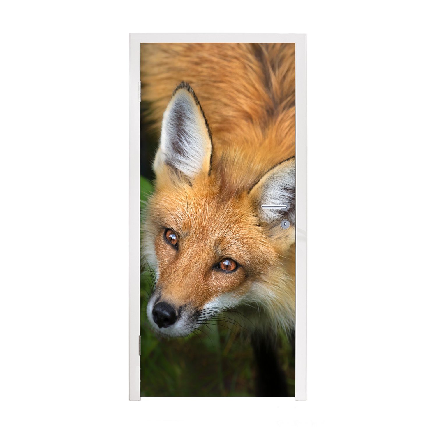 für Türtapete Fuchs Tür, - Matt, Orange, cm MuchoWow (1 - 75x205 bedruckt, Türaufkleber, Fototapete Grün St),