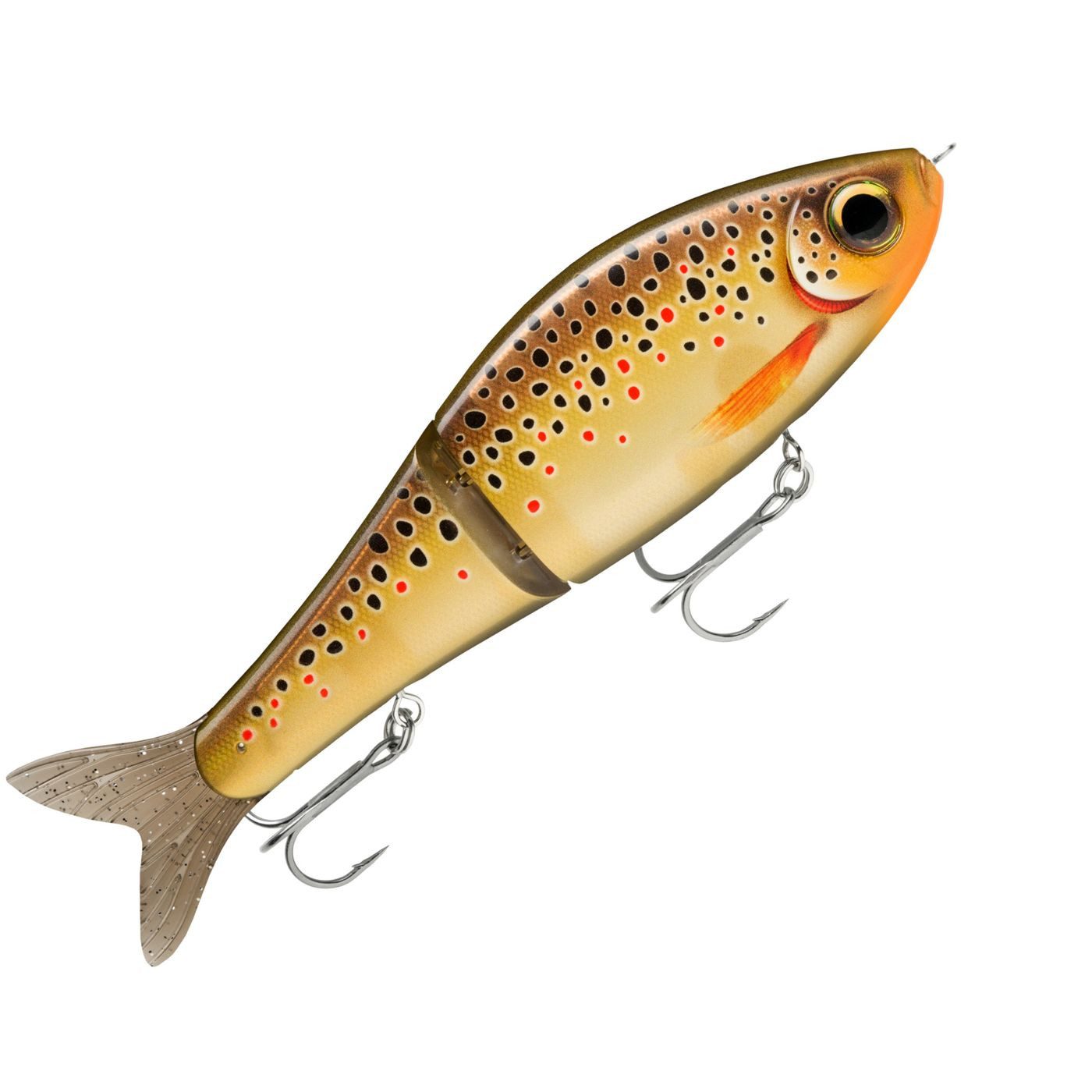 Live Brown Trout