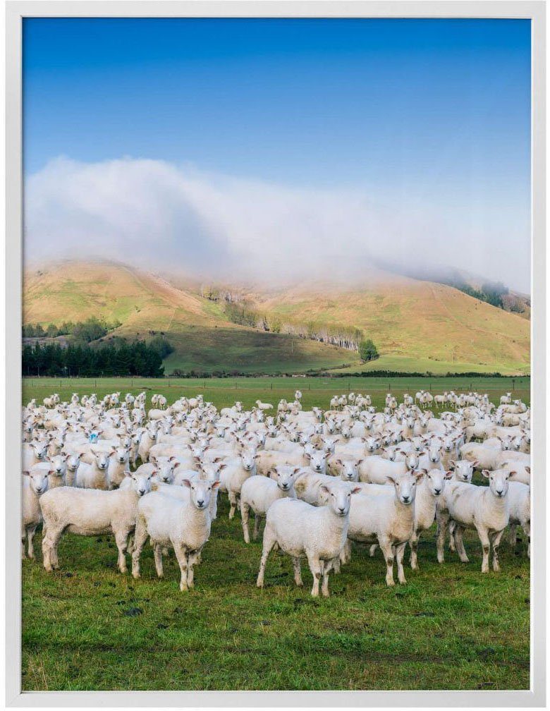 St), Tiere Wandposter (1 Bild, Poster, Schafherde Wandbild, Neuseeland, Poster Wall-Art