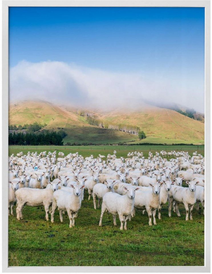 Wall-Art Poster Schafherde Neuseeland, Tiere (1 St), Poster, Wandbild, Bild,  Wandposter