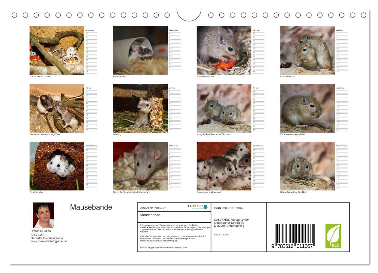 Thumbnail - CALVENDO Wandkalender Mausebande (Wandkalender 2026 DIN A4 quer), CALVENDO Monatskalender