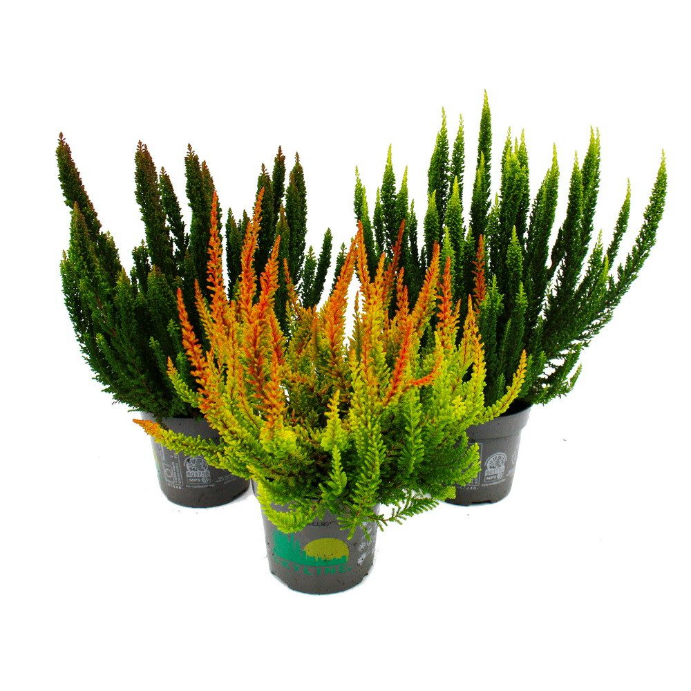 Exotenherz Beetpflanze Calluna Green Nature winterhart 11cm Topf ver. Grüntöne Set mit 3 versch. Pflanzen