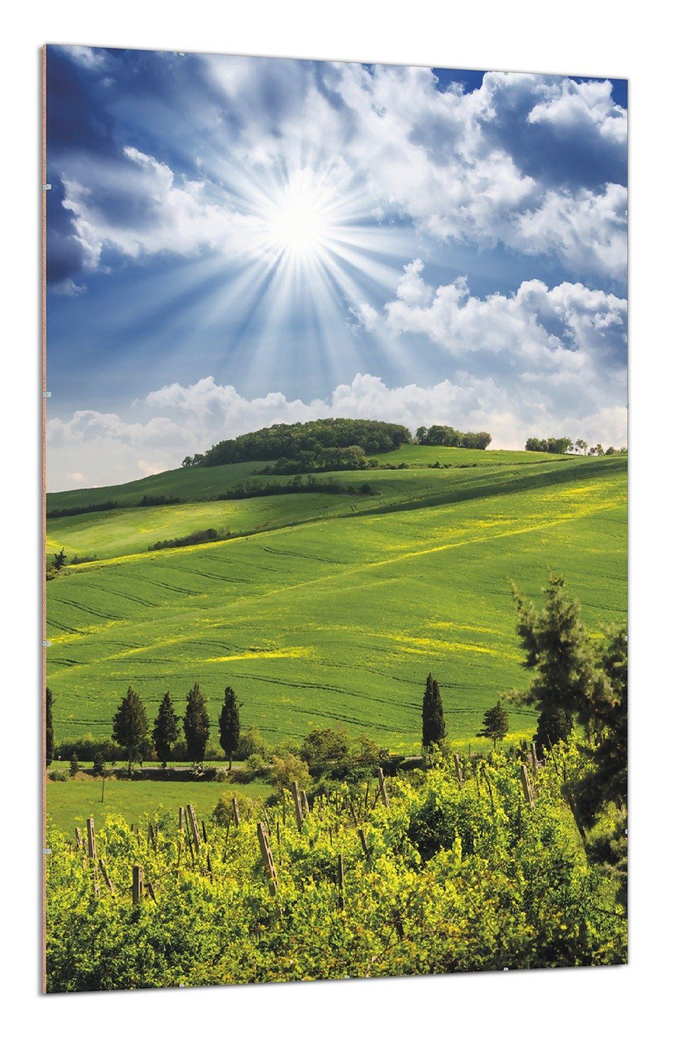 Wallario Poster, Strahlender Sonnenschein, in verschiedenen günstig online kaufen