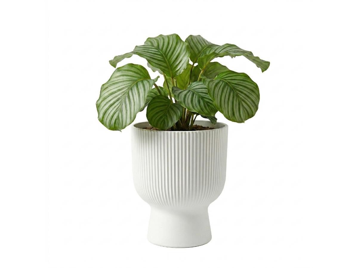 Prosperplast Blumentopf Milly Round, inkl. Pflanzeinsatz, 23,9 x 30,5 cm