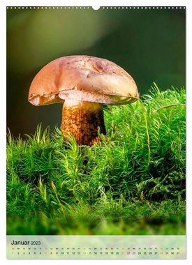 CALVENDO Wandkalender Pilze - kleine Riesen (Premium, hochwertiger DIN A2 Wandkalender 2023, Kunstdruck in Hochglanz)
