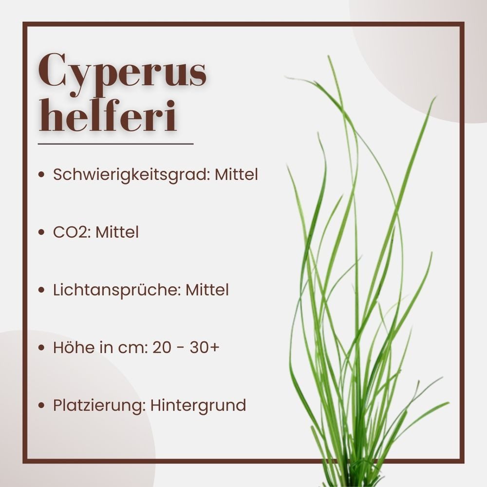 Aquaone Wasserpflanze Aquarium Pflanze Cyperus helferi Wasserpflanzen Topf Nr.333A