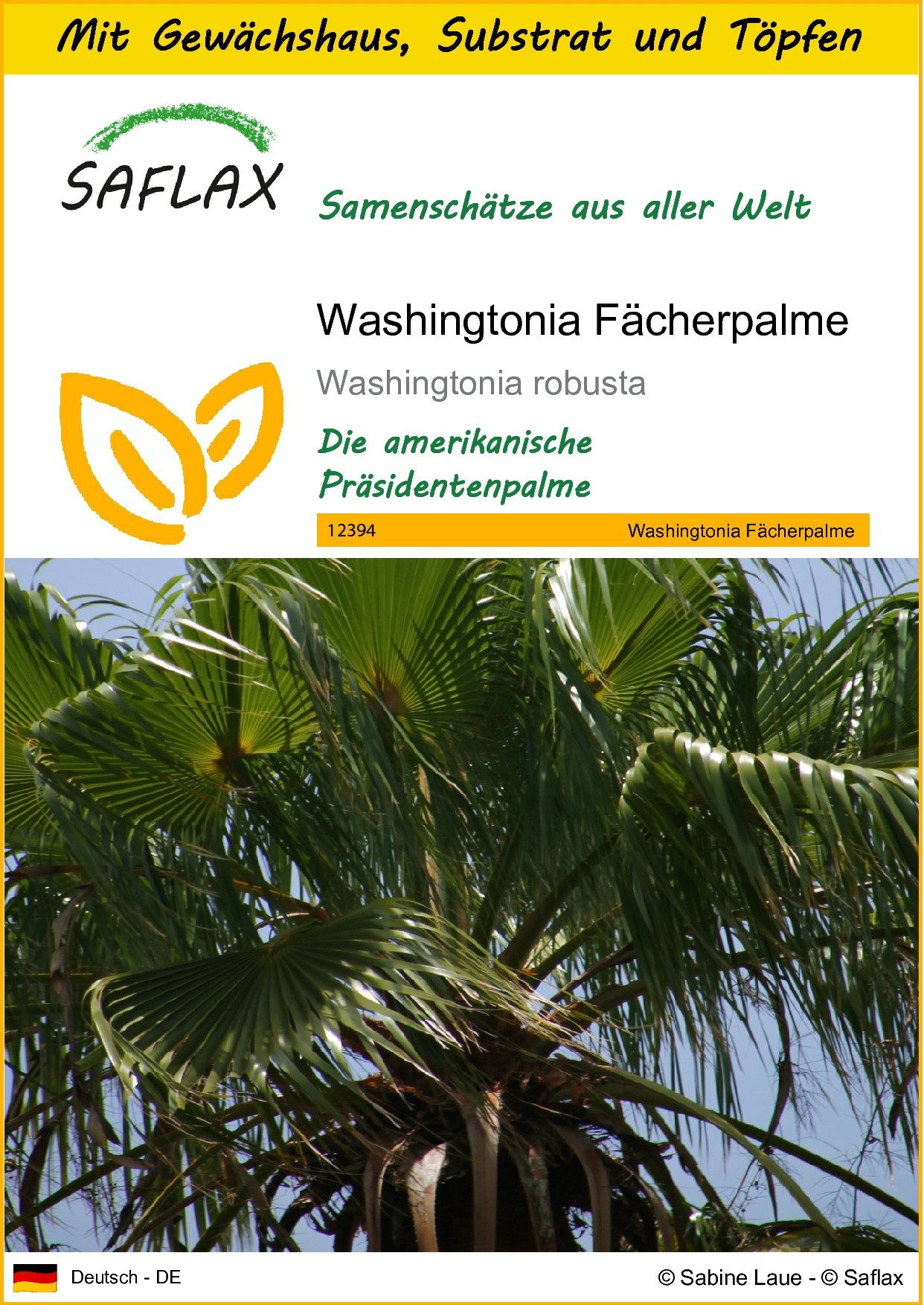 SAFLAX Blumensamen SAFLAX - Anzuchtset - Washingtonia Fächerpalme