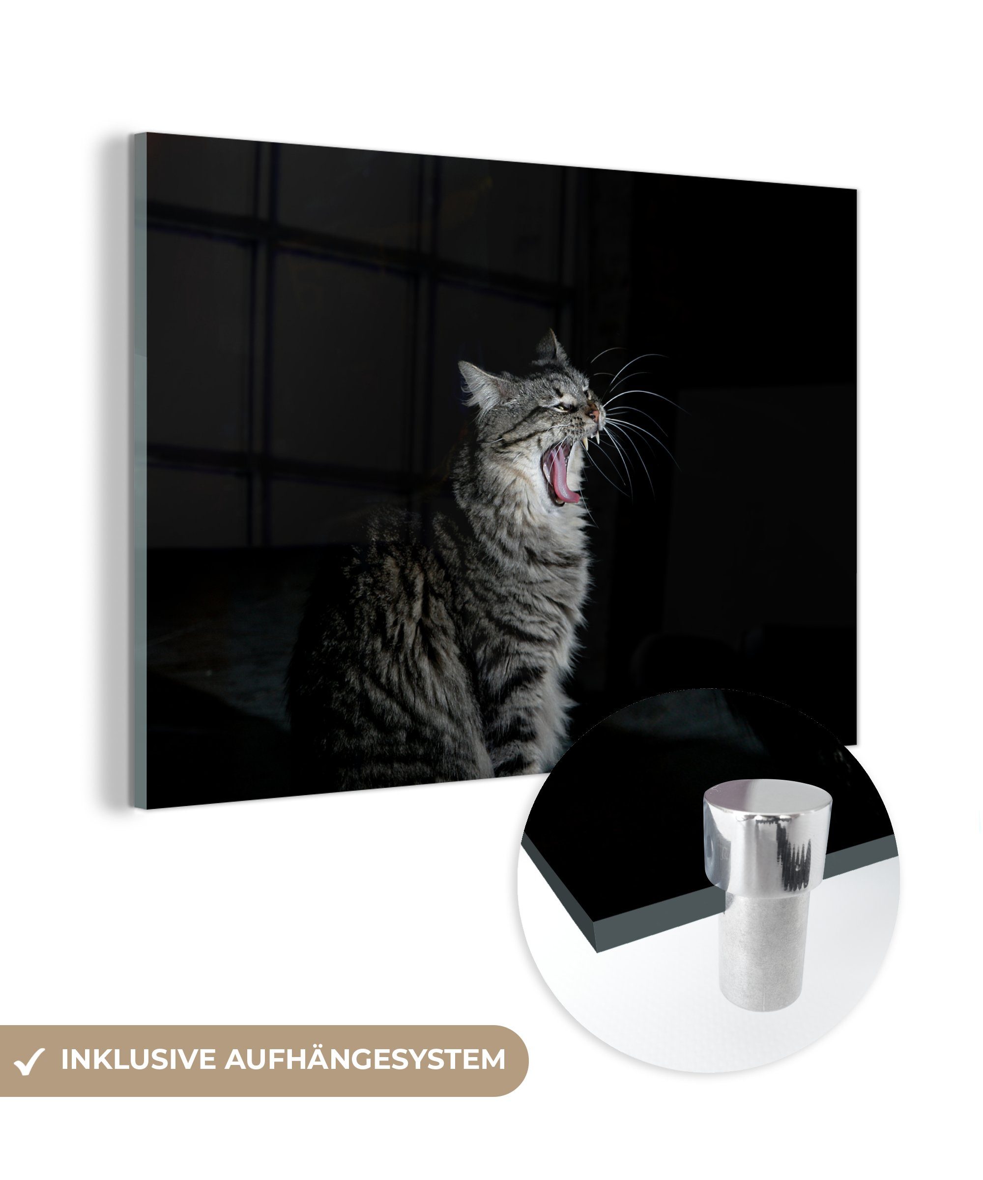 MuchoWow Acrylglasbild Gaffende Katze, (1 St), Acrylglasbilder Wohnzimmer & Schlafzimmer