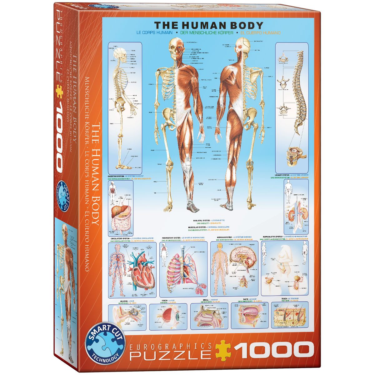 Puzzle 1000 Teile Puzzle - Puzzle - Der menschliche Körper, Puzzleteile