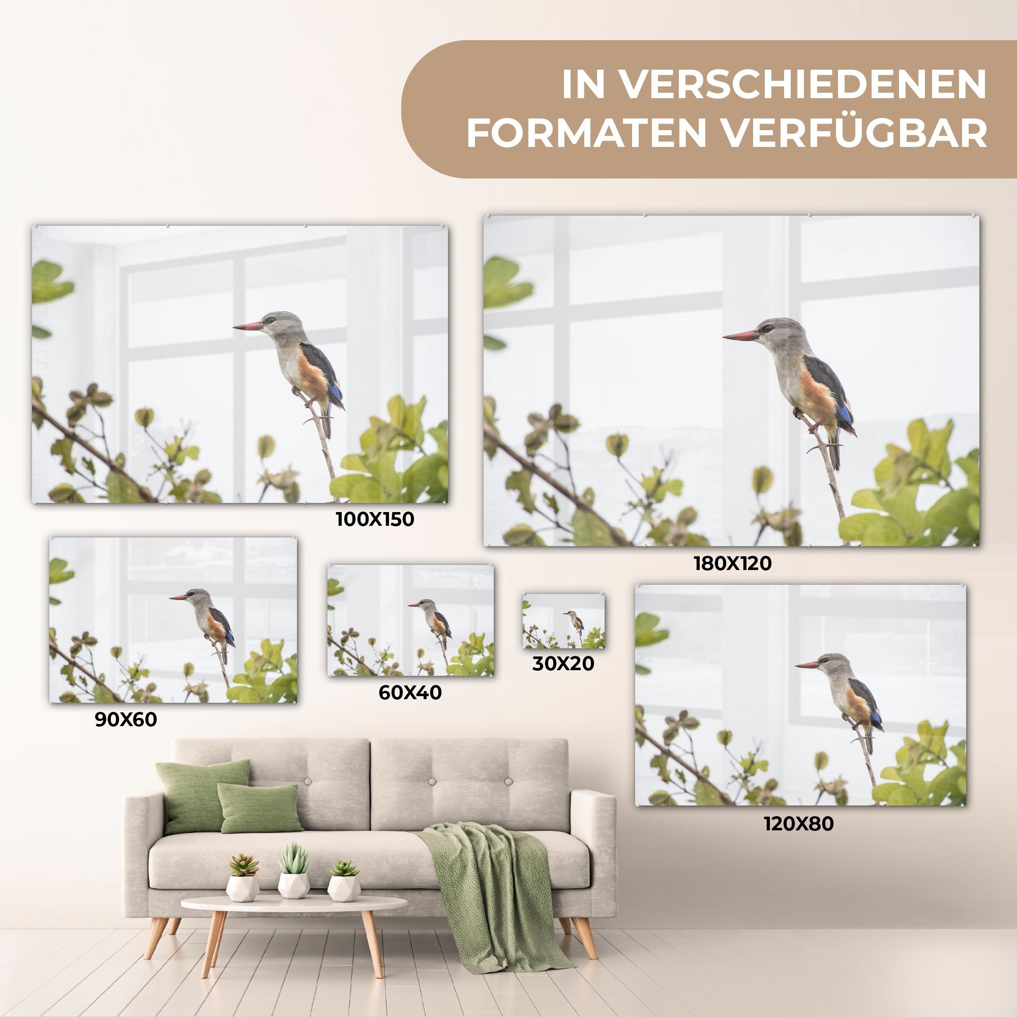 Sonne Die Acrylglasbilder Schlafzimmer St), & Graukopf-Eisvogel, einen beleuchtet Acrylglasbild schönen MuchoWow Wohnzimmer (1