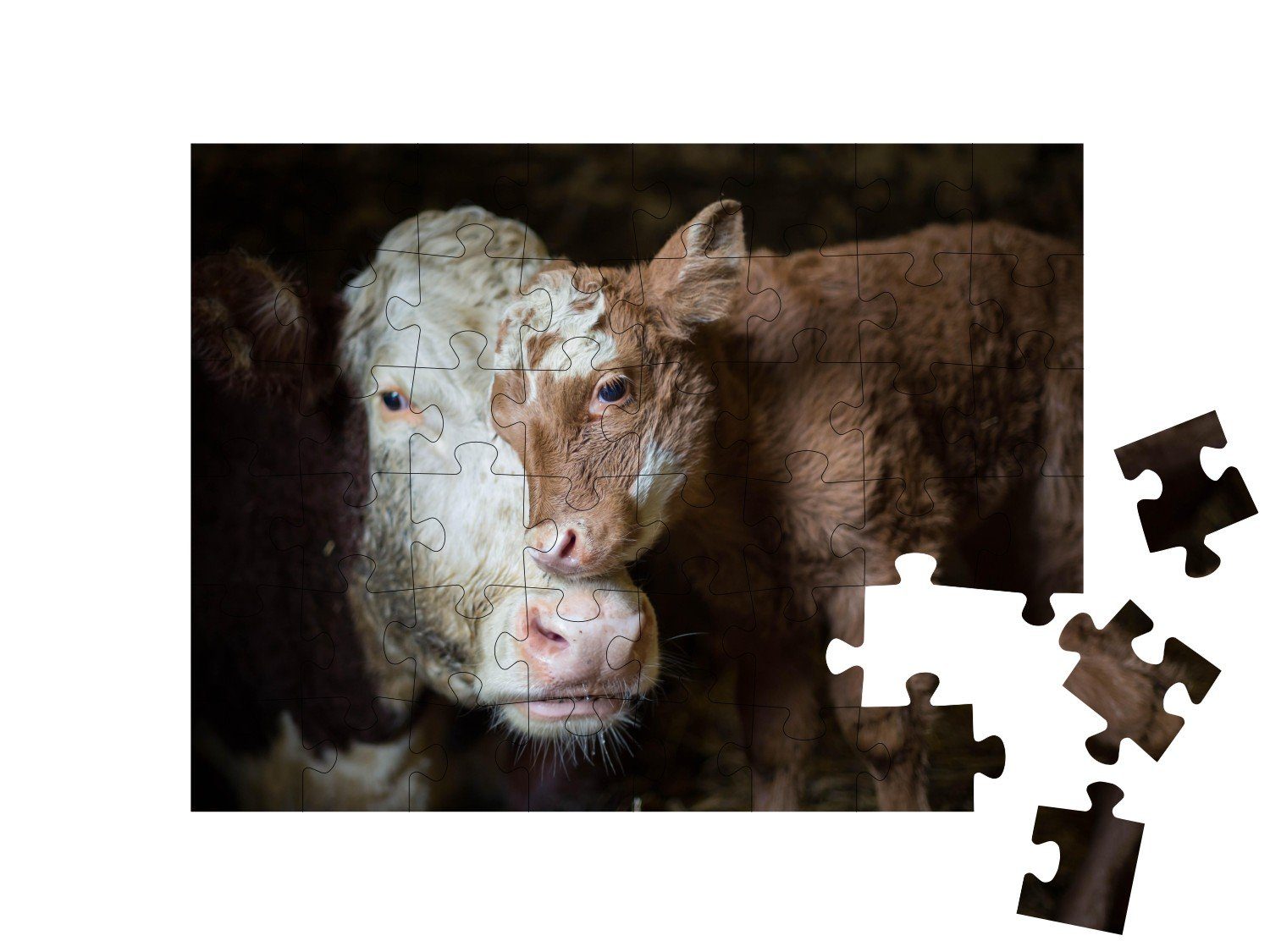 Kälber und Puzzle Kalb puzzleYOU Kühe im Stall, puzzleYOU-Kollektionen 48 Kuh Puzzleteile, & kuscheln