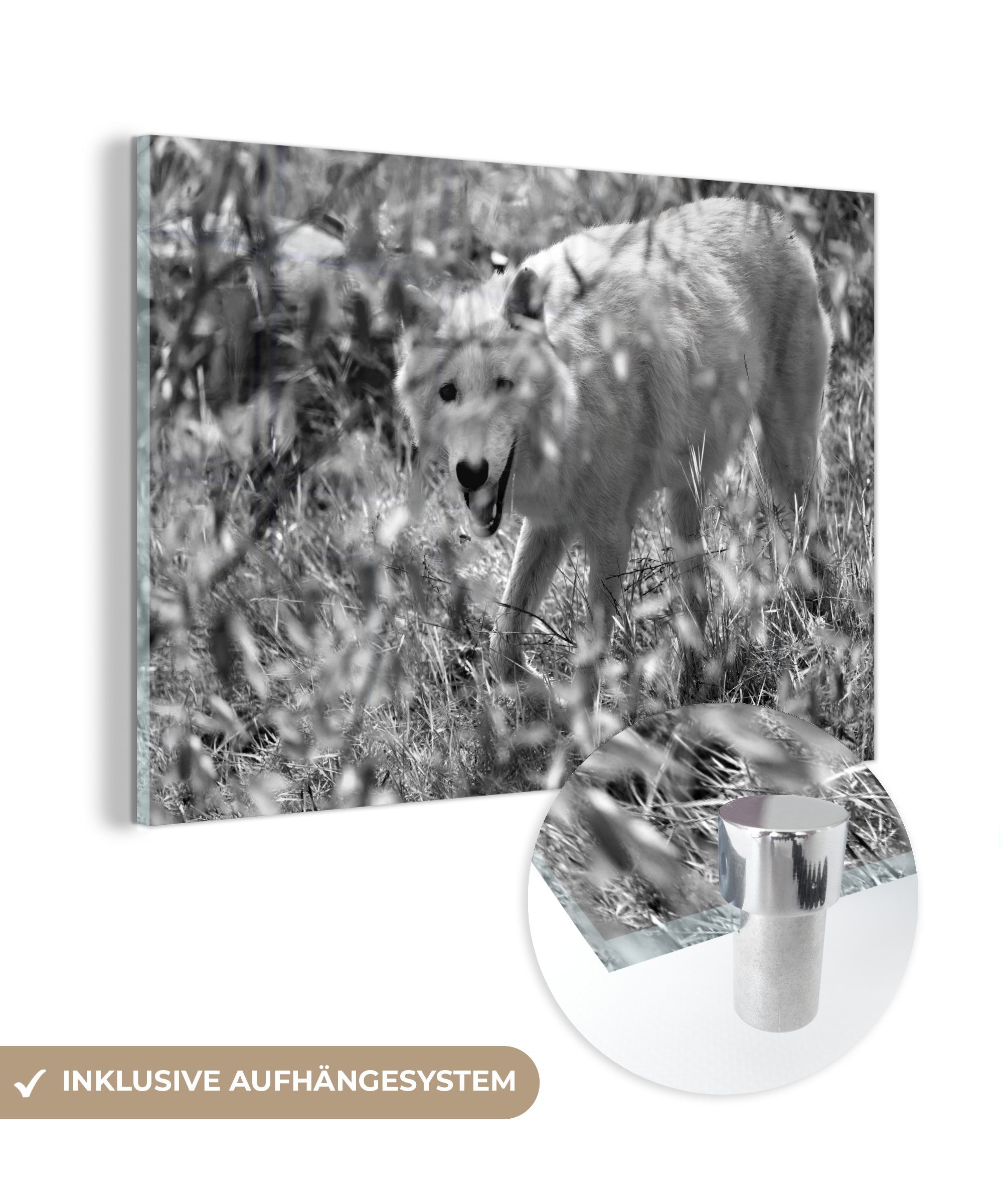 MuchoWow Acrylglasbild Weißer Wolf im Gras in Schwarz und Weiß, (1 St), Acrylglasbilder Wohnzimmer & Schlafzimmer