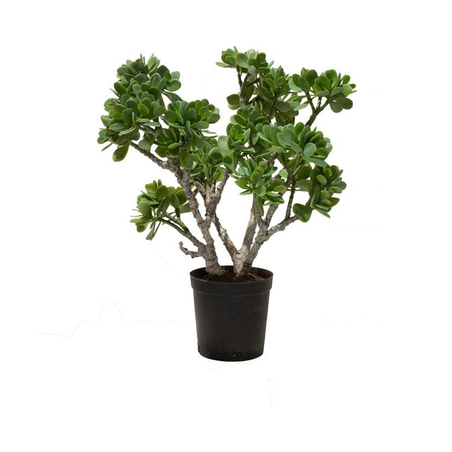 Kunstpflanze Jadebaum Crassula Ovata Kunstpflanze, 56 cm, fleur ami, Höhe 56 cm