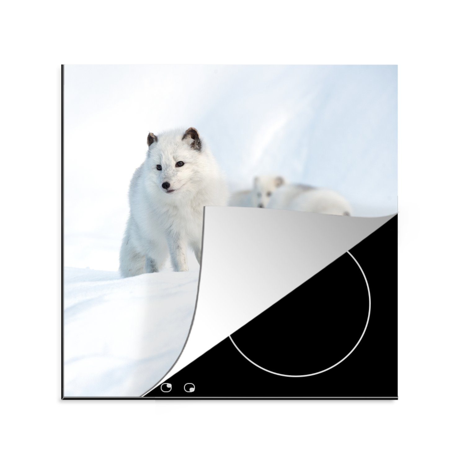 Vinyl, für - 78x78 Polarfüchse Schnee Herdblende-/Abdeckplatte (1 tlg), küche cm, MuchoWow Tiere, - Ceranfeldabdeckung, Arbeitsplatte