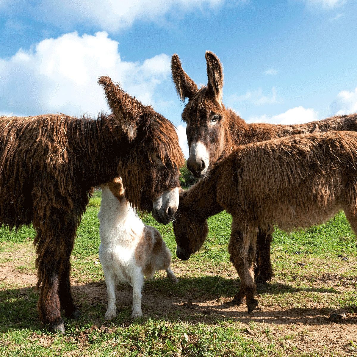 Wandkalender Tiere vom Bauernhof / Farm Animals 2027: Kalender 2027 (Artwork Edi