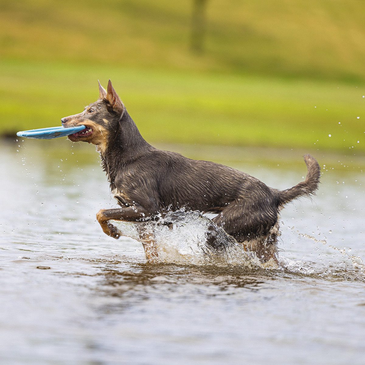 Beeztees Outdoor-Spielzeug Hundespielzeug Frisbee Dog o Soar