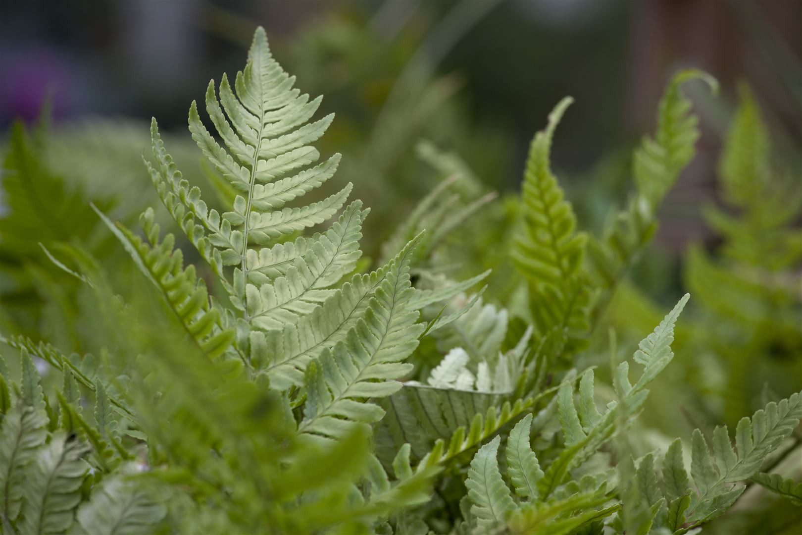 Pflanzen für Dich Травы Dryopteris erythrosora, 1 St., Rotschleierfarn, Herbstfarn, kupferfarben, wintergrün
