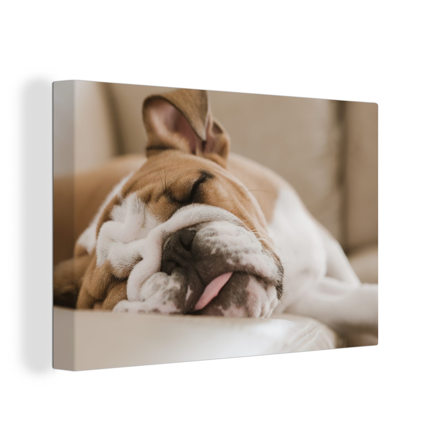 OneMillionCanvasses® Leinwandbild Englisch - Bulldogge - Hund, (1 St), Wandbild Leinwandbilder, Aufhängefertig, Wanddeko, 30x20 cm