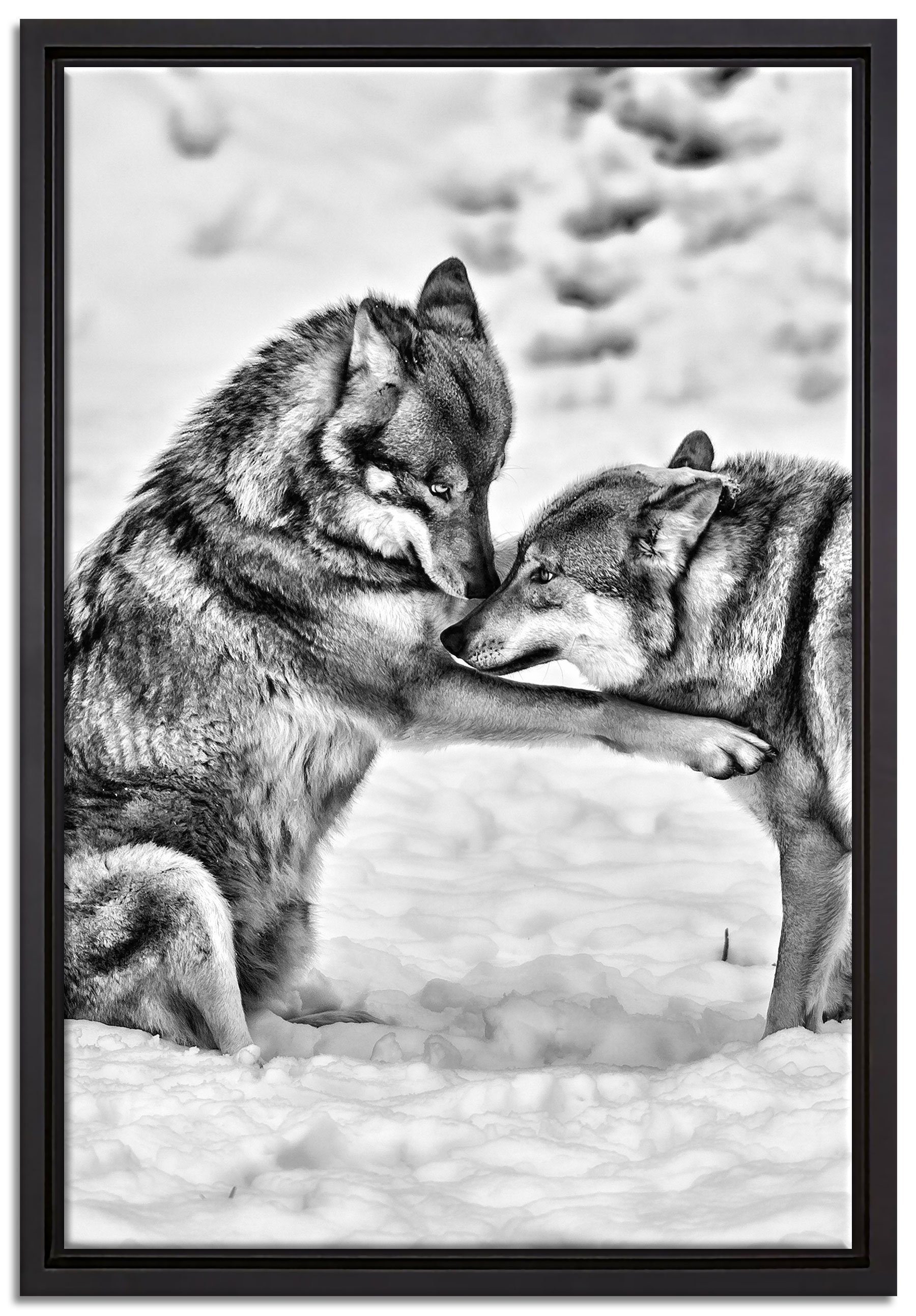 Pixxprint Leinwandbild spielendes Wolfsrudel, Wanddekoration (1 St), Leinwandbild fertig bespannt, in einem Schattenfugen-Bilderrahmen gefasst, inkl. Zackenaufhänger