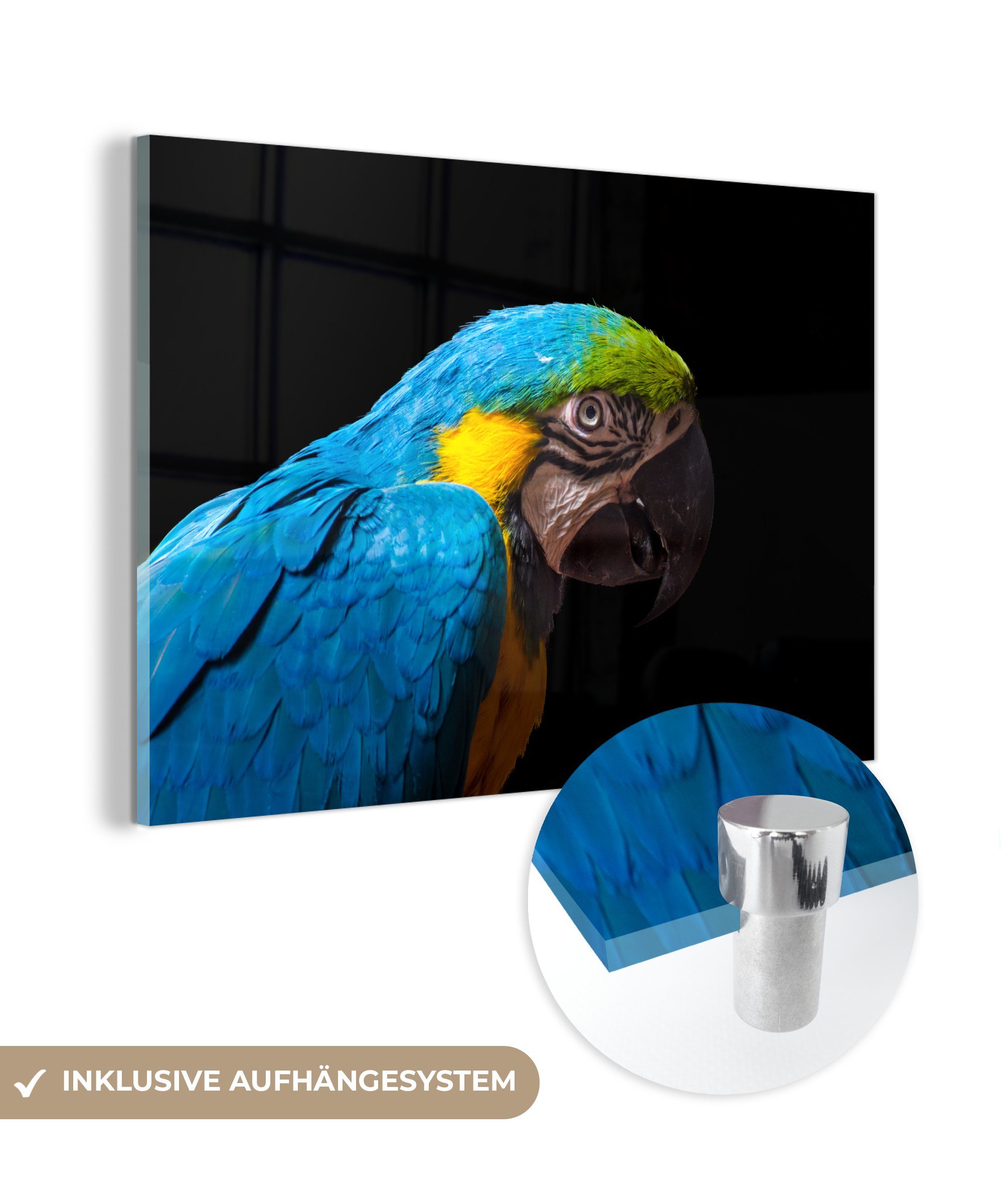 MuchoWow Acrylglasbild Blauer Ara Papagei auf schwarzem Hintergrund, (1 St), Acrylglasbilder Wohnzimmer & Schlafzimmer