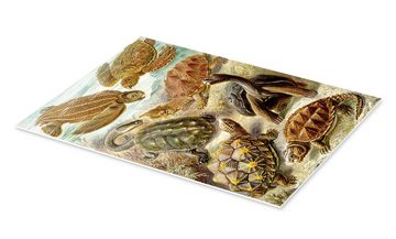 Posterlounge Forex-Bild Ernst Haeckel, Schildkröten, Chelonia (Kunstformen der Natur, 1899), Malerei