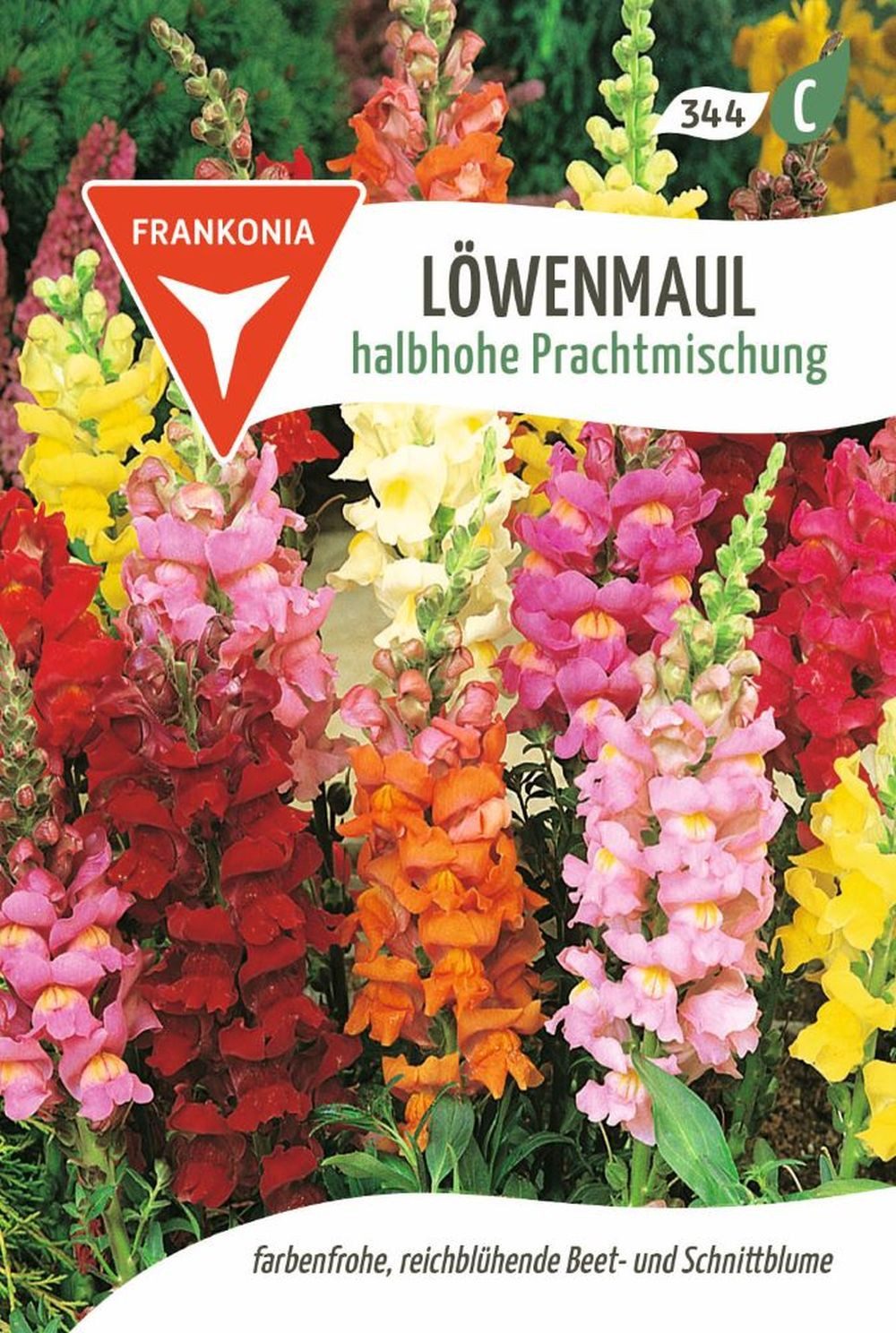 FRANKONIA Blumensamen Löwenmaul, halbhohe Prachtmischung - Löwenmaul-Samen Saatgut Samen, Antirrhinum majus