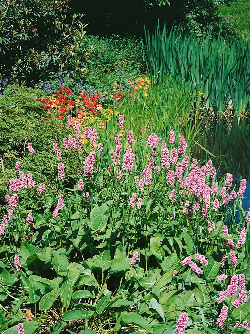 Pflanzen für Dich Staude Bistorta ampl. Rosea, 1 St., Kerzenknöterich, Bergknöterich