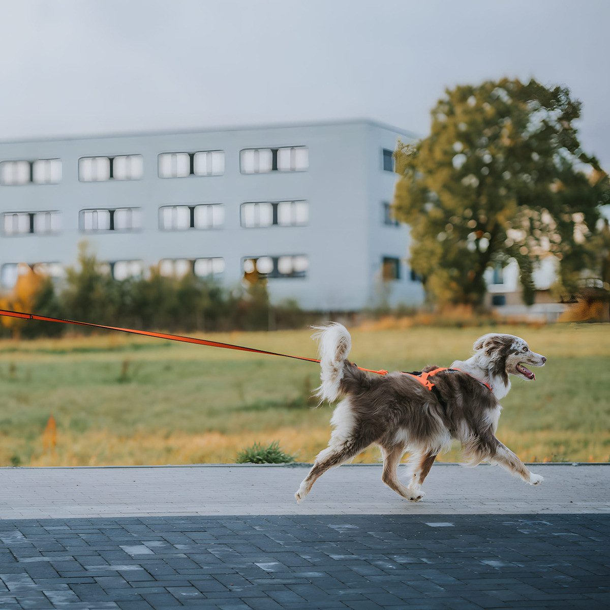 Non-stop dogwear Hunde-Geschirr Geschirr Rush Harness günstig online kaufen
