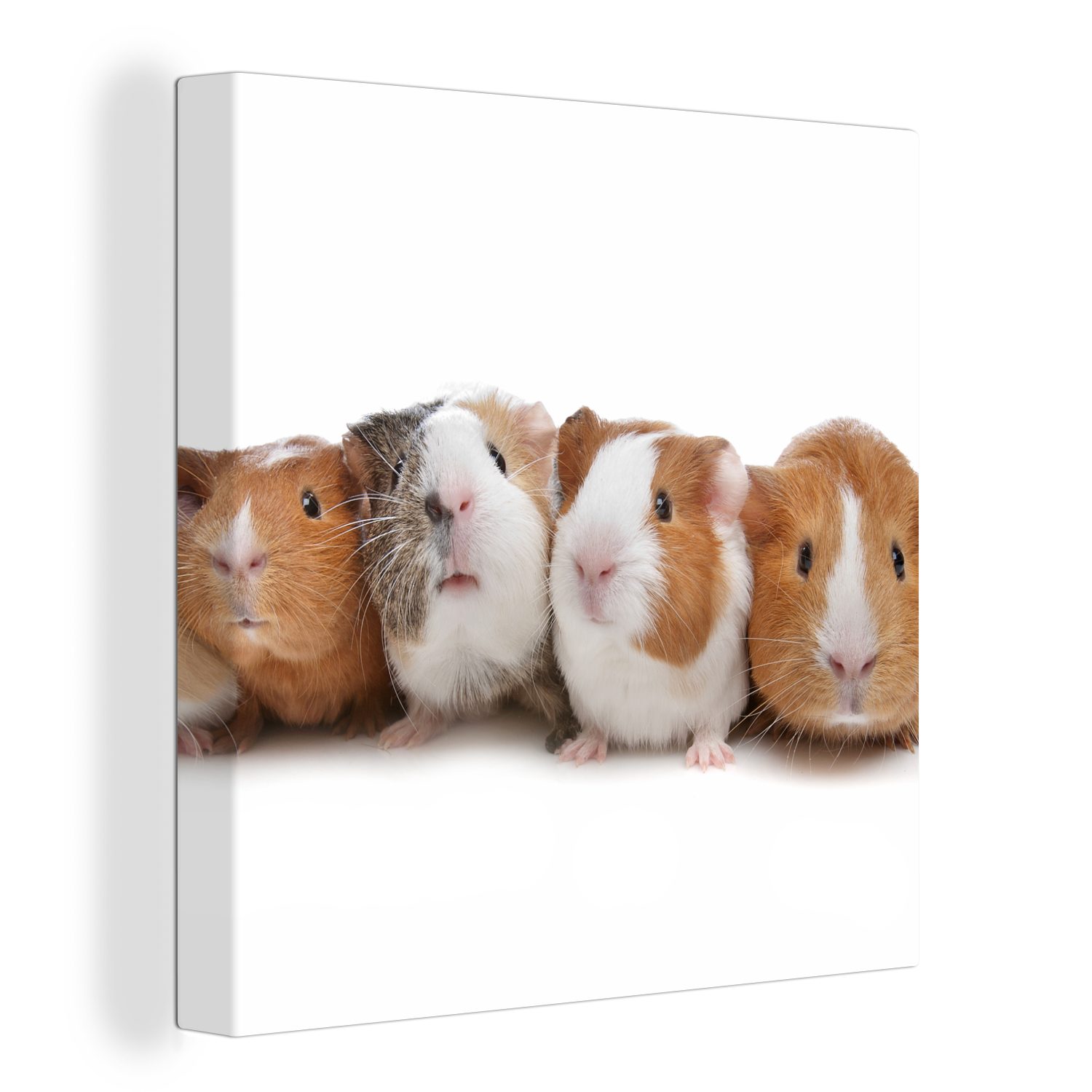 OneMillionCanvasses® Leinwandbild Fünf Meerschweinchen in einer Reihe, (1 St), Leinwand Bilder für Wohnzimmer Schlafzimmer