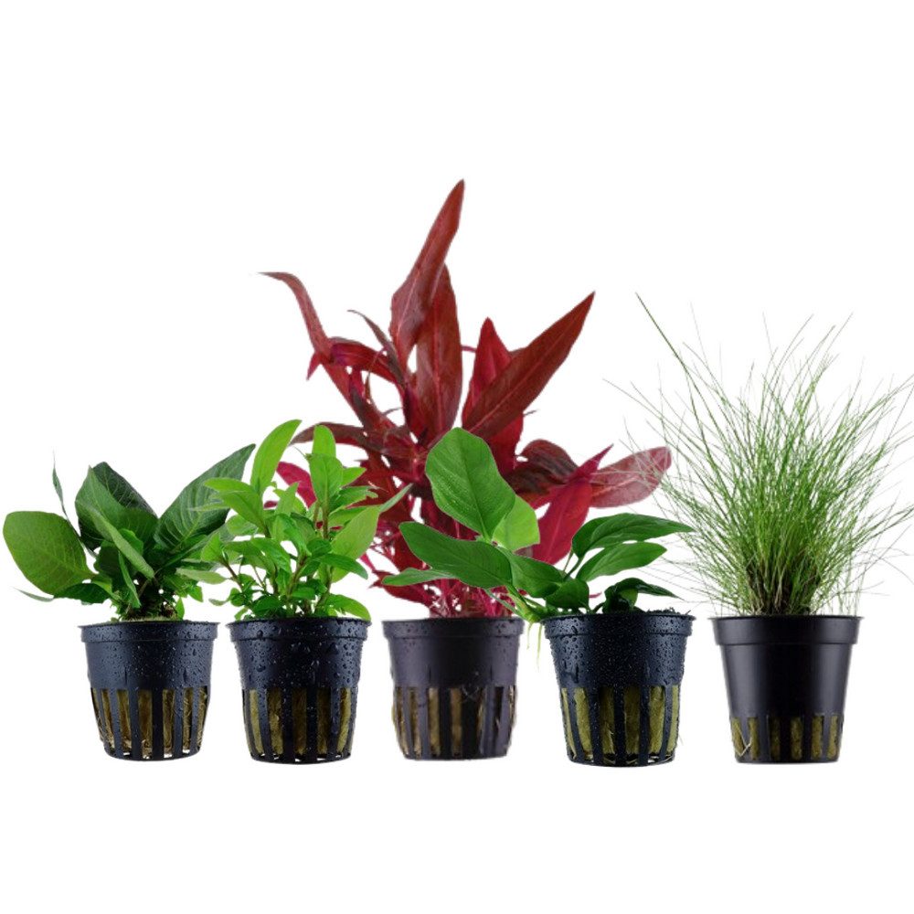 Aquaone Wasserpflanze Pflanzen Set mit 5 Vordergrund Wasserpflanzen Nr.111 günstig online kaufen