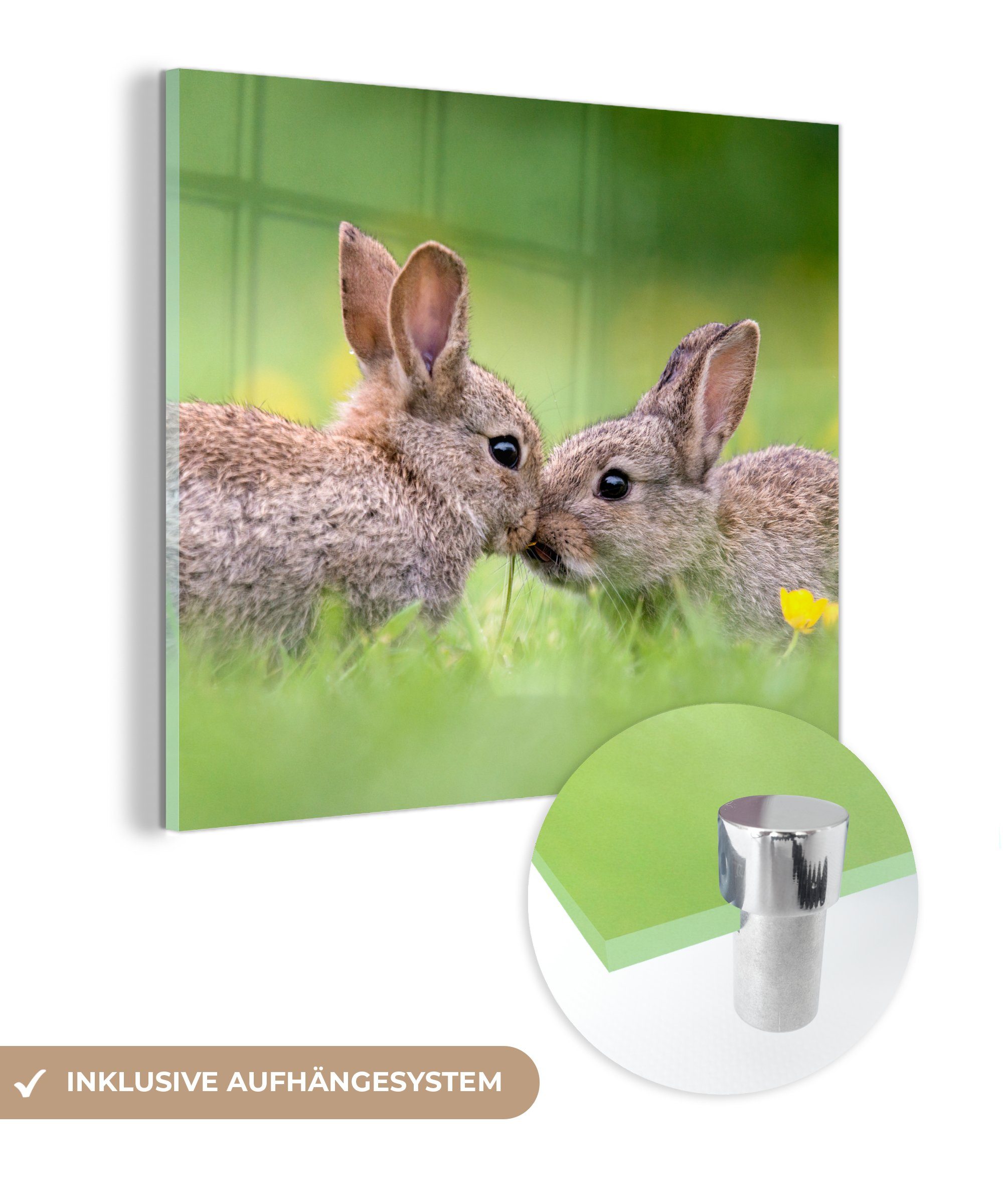 MuchoWow Acrylglasbild Kaninchen - Baby - Gras, (1 St), Glasbilder - Bilder auf Glas Wandbild - Foto auf Glas - Wanddekoration