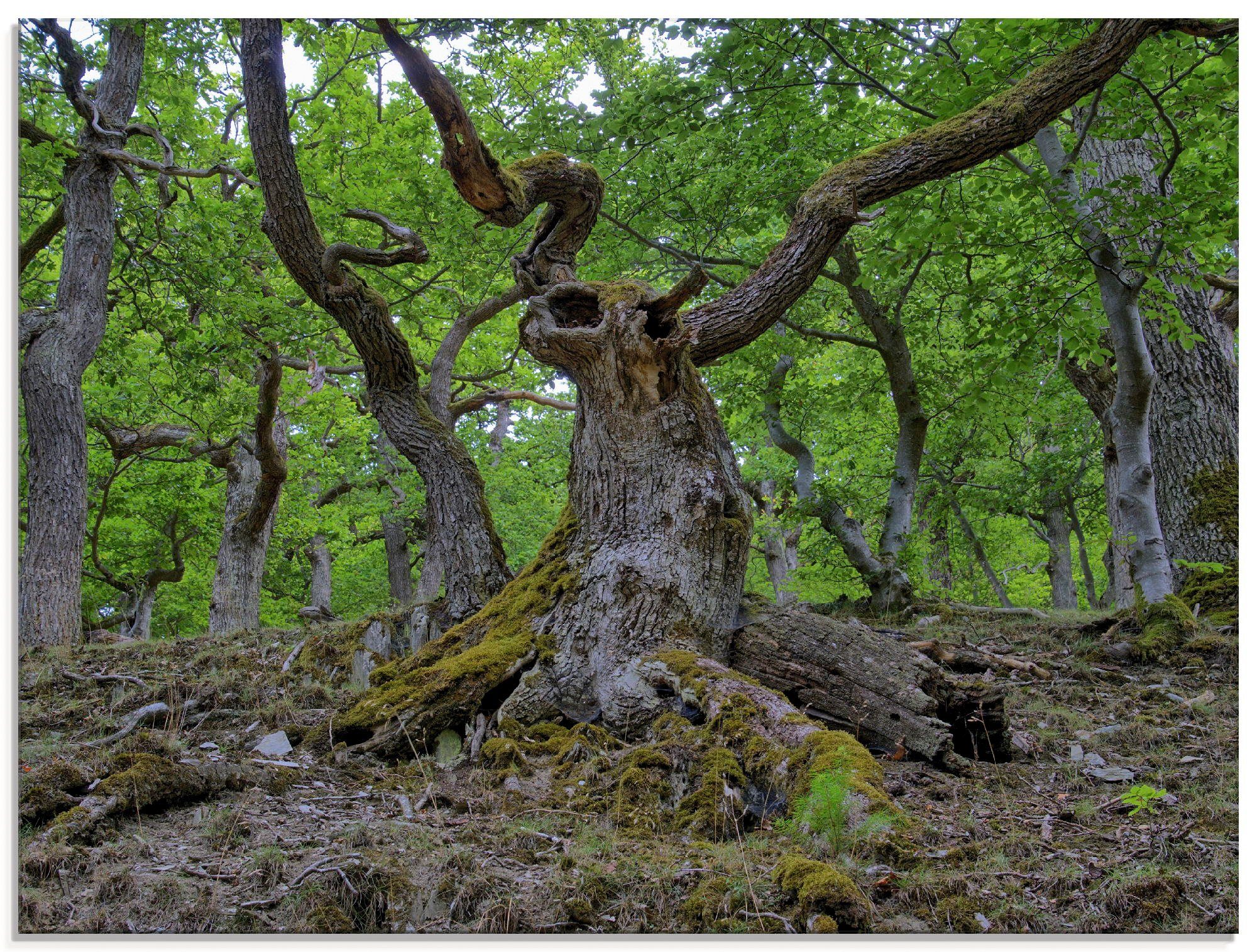 Artland Glasbild »Eichen wie ein Märchenwald«, Wald (1 Stück)-Otto