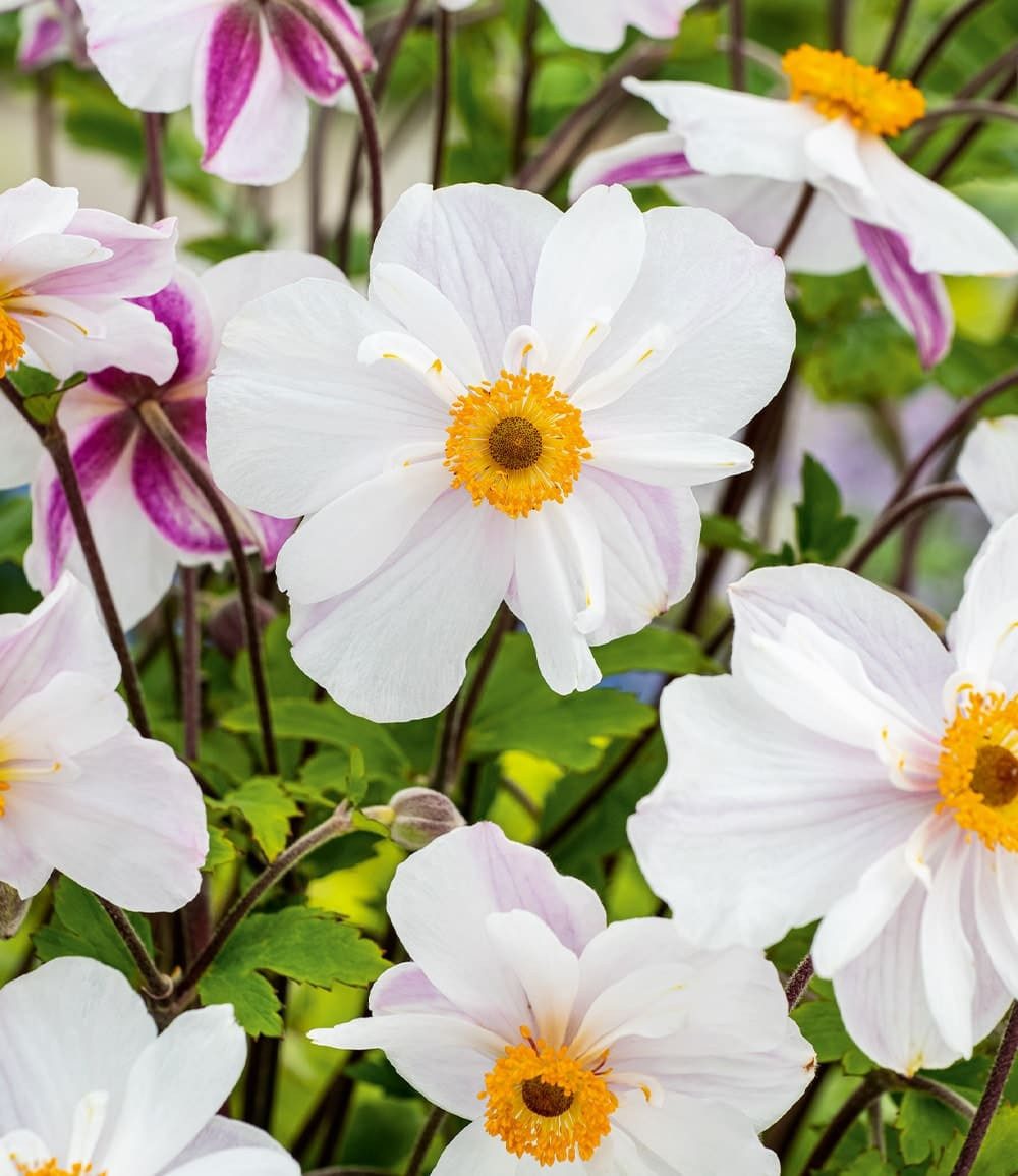 BALDUR Garten Staude Weiße Herbst-Anemone, 2 St., Herbstanemonen,winterhart, lange Blütezeit