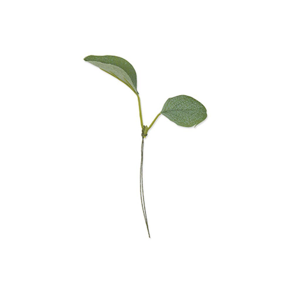 HALBACH Dekofigur Eukalyptus Stck, 12 rund, cm, 8,5 grün