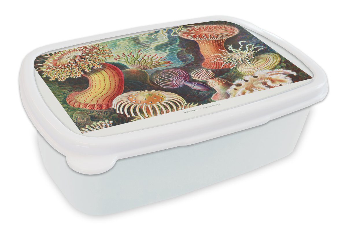 MuchoWow Lunchbox Ernst Haeckel - Anemone - Retro - Natur - Pflanzen - Meer, Kunststoff, (2-tlg), Brotbox für Kinder und Erwachsene, Brotdose, für Jungs und Mädchen weiß