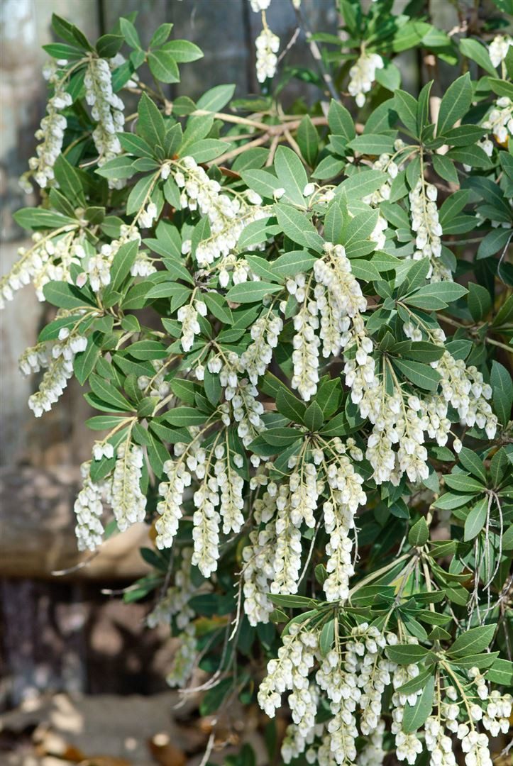 Pflanzen für Dich Gehölze Pieris japonica 'Stöckmann', 1 St., Japanische Lavendelheide, Lavendelheide